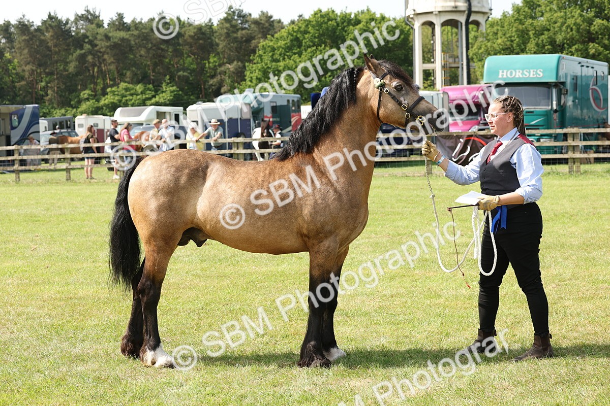 SBM_02310 - Class 6-13 - Mountatin and Moorland In Hand Welsh Breeds