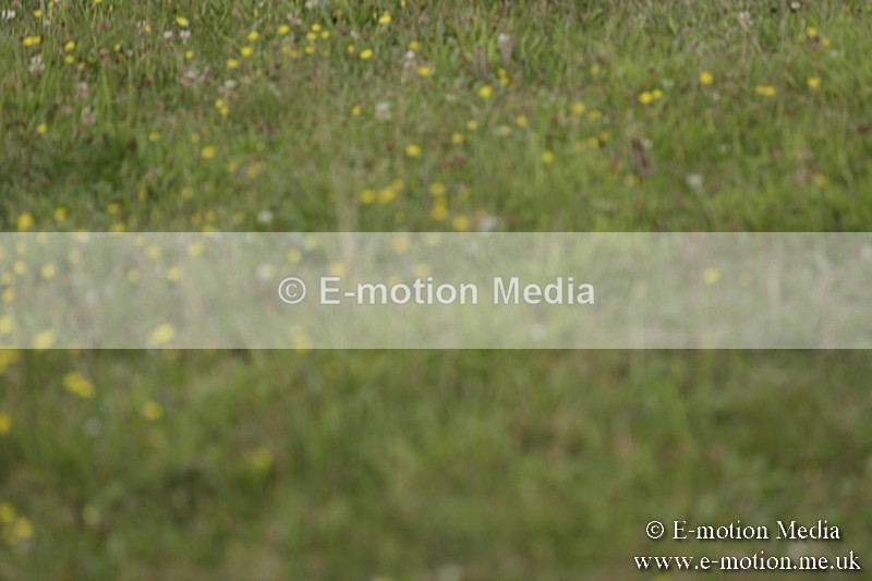 BVR160717-631 - Class 1 & 23a Dressage 16/07/17