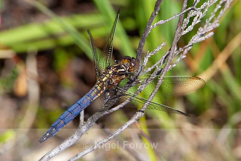 Keeled Skimmer (male) on Hartland Moor - INSECTS