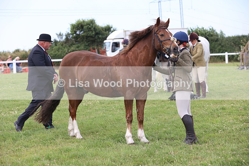 JPP_3939 - Class 23: Working Hunter 80cm