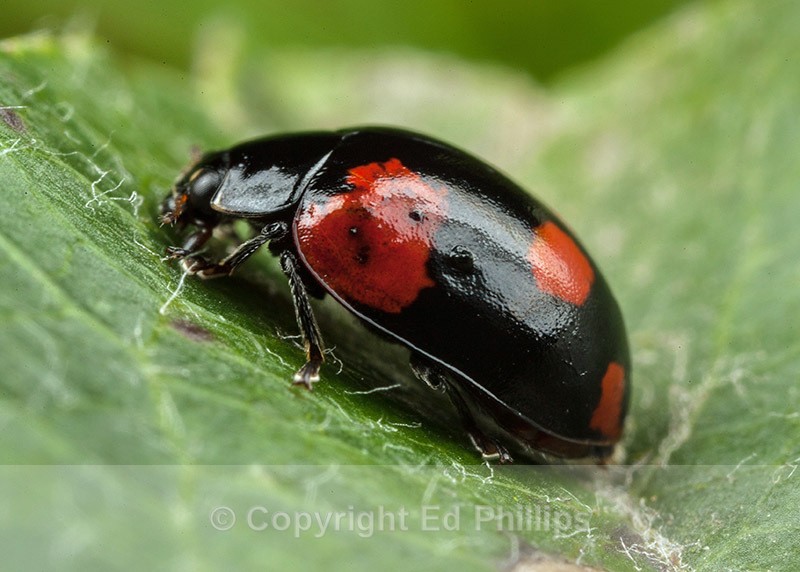 Adalia bipunctata - Adalia bipunctata (2-Spot Ladybird)