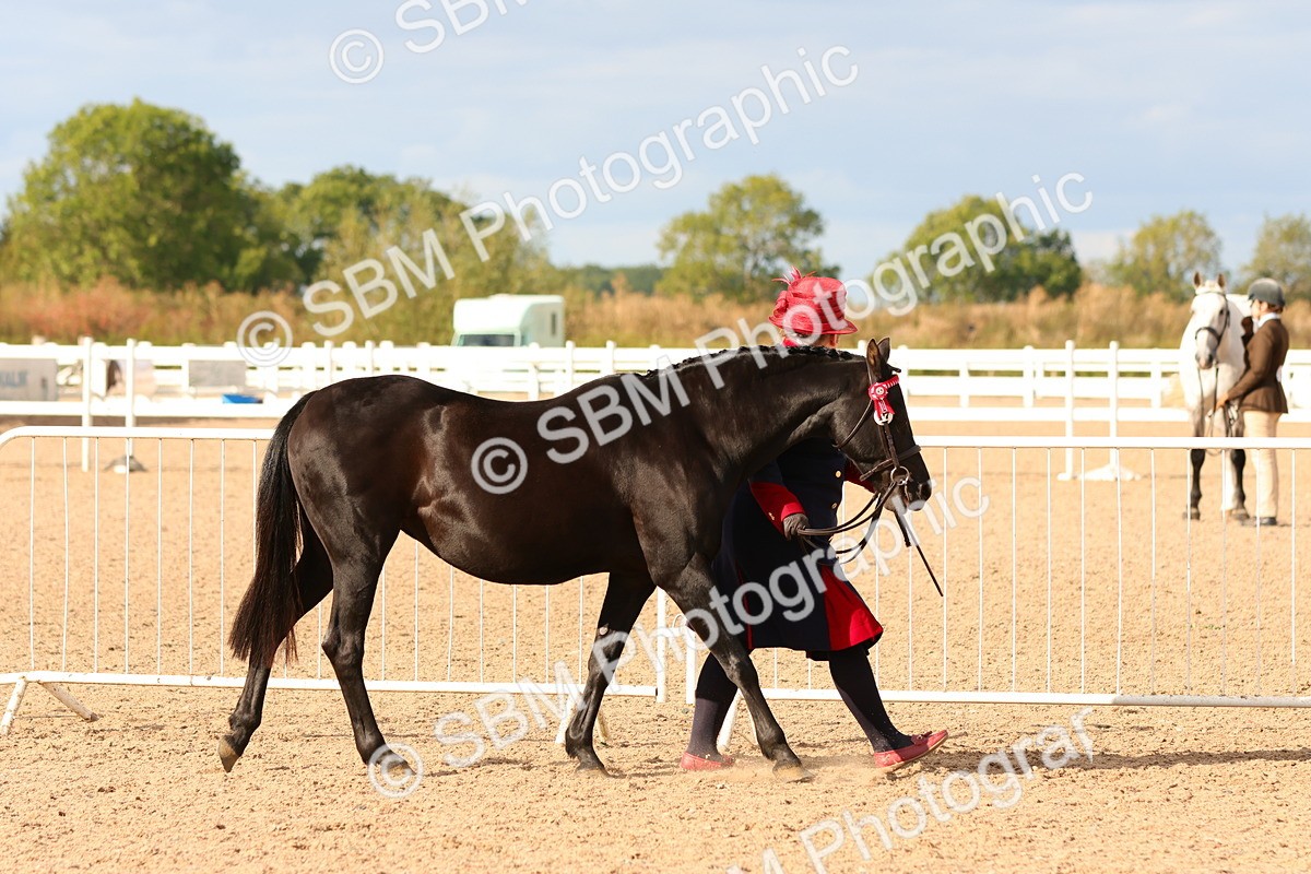 SBM_18319 - Class 318 - IH Part Bred Horse Pony