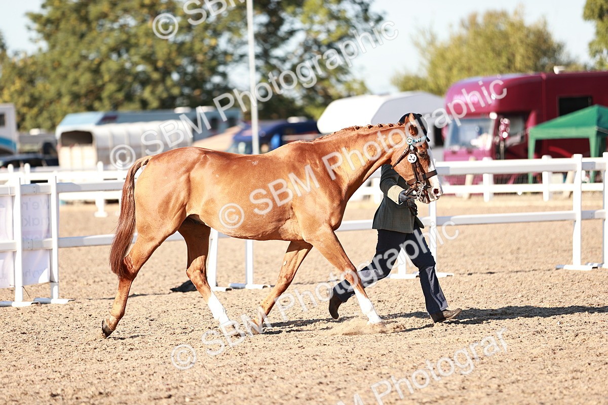 SBM_11173 - Class 401 - IH  Veteran horse
