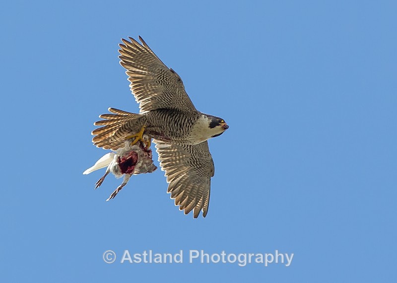 Astland Photography, Bird and Wildlife Images, Susan and Peter Wilson, U.K.