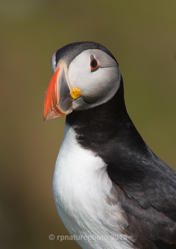 Puffin - Fratercula arctica RPNP0056 - Birds