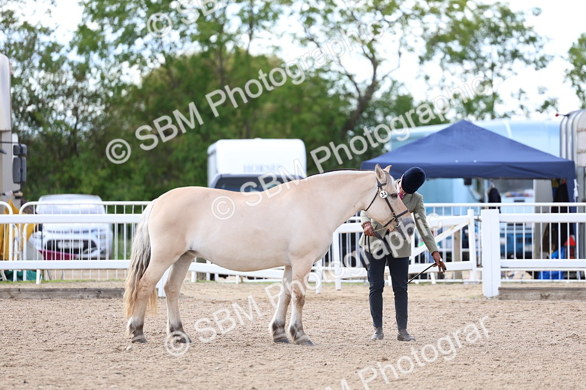 SBM_18714 - Class 317 - IH Pure Bred Horse-Pony