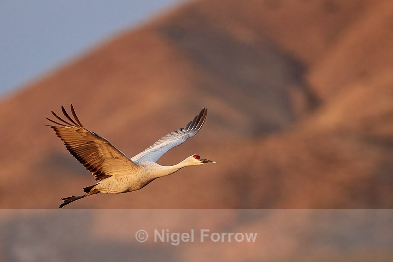 Sandhill Crane climbing after takeoff, Bosque del Apache, New Mexico - Sandhill Crane