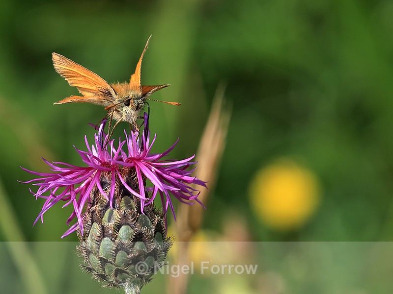 Small Skipper feeding on Knapweed, Seven Barrows Reserve - INSECTS