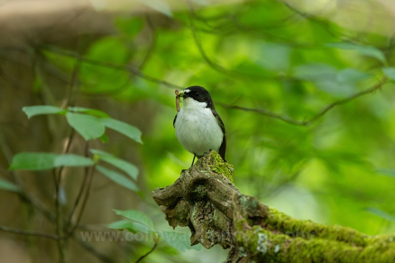 Male Pied Flycatcher - macro and nature.