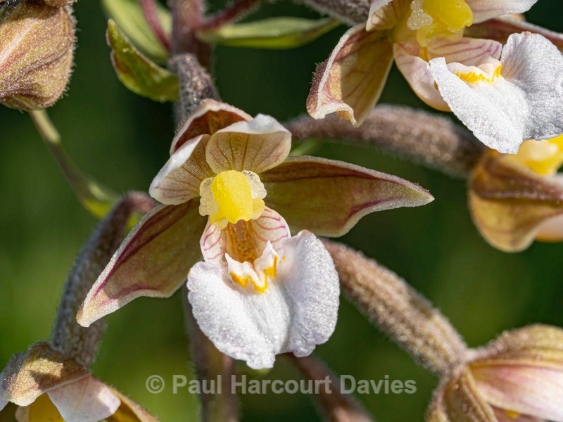 Marsh Helleborine (Epipactis palustris) - Wild Orchids 2020