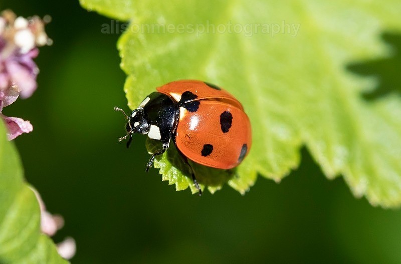  - Macro World
