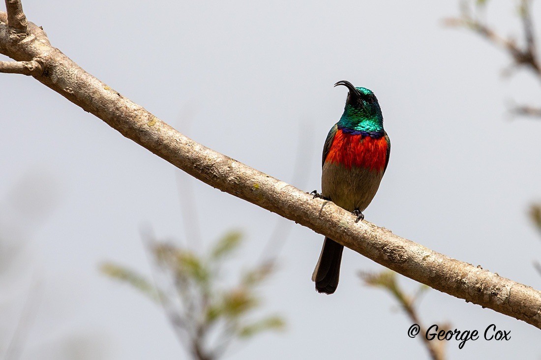 Bird Scarlet Chested Sunbird - South Africa - Limpopo