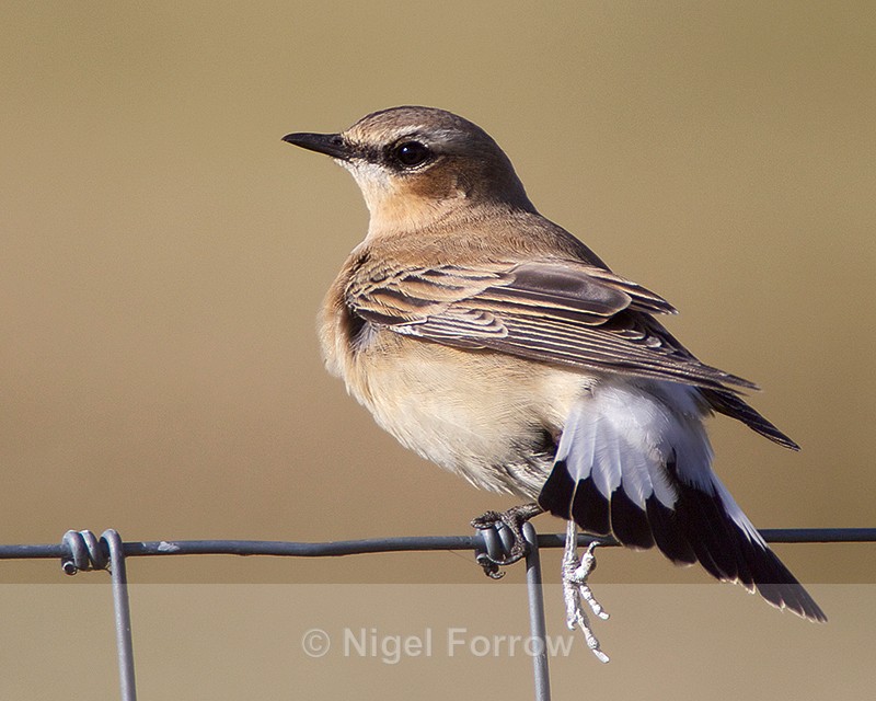 Wheatear (female) with damaged leg - Wheatear