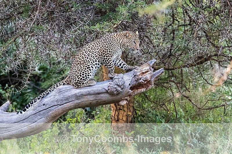 Leopard - Lewa ~ Cats