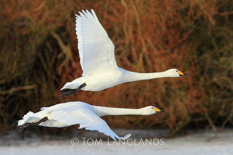 Whooper Swans - Swans and Geese