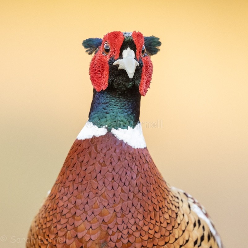 Portrait Pheasant 2026 - Greeting Cards