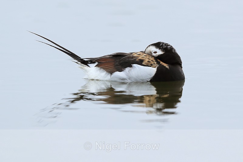 Long-tailed Duck resting, Iceland - Long-tailed Duck