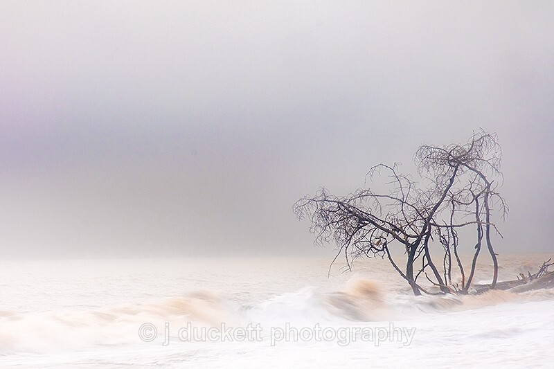 Trees in the Ocean 2