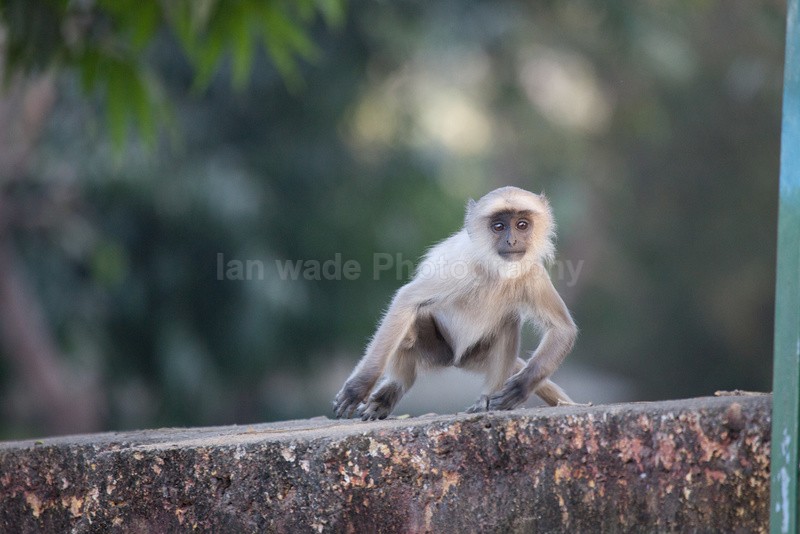 Young hanuman langur sat on a wall in India - Indian - People, Culture, Wildlife & landscape