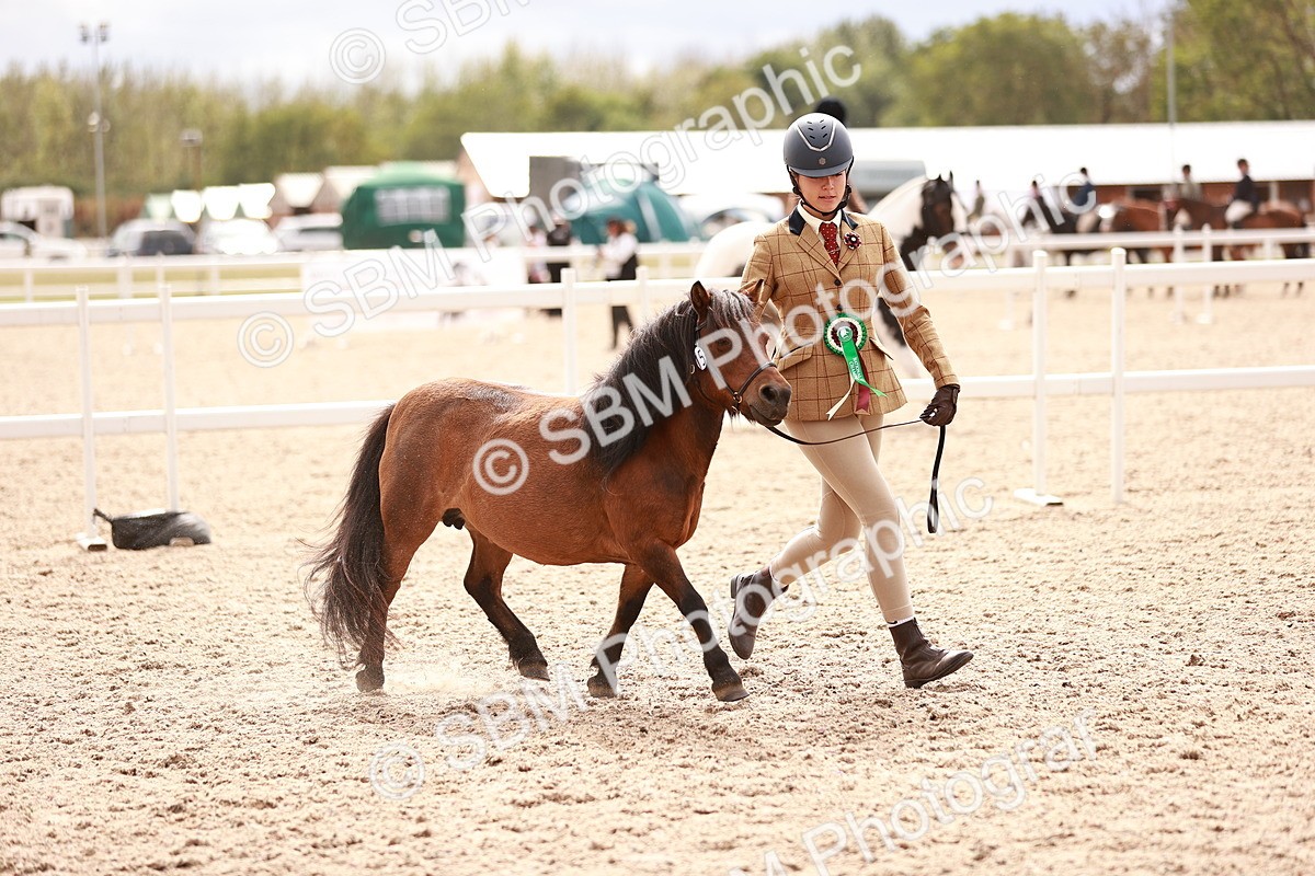 SBM_18280 - Class 416 - Prettiest Mare (IH or Ridden)Jnr