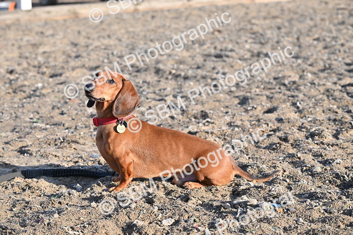 SBM_09409 - Lorry Dogs