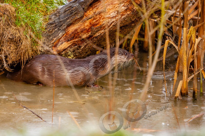 european otter lutra lutra-0643 - UK Wildlife