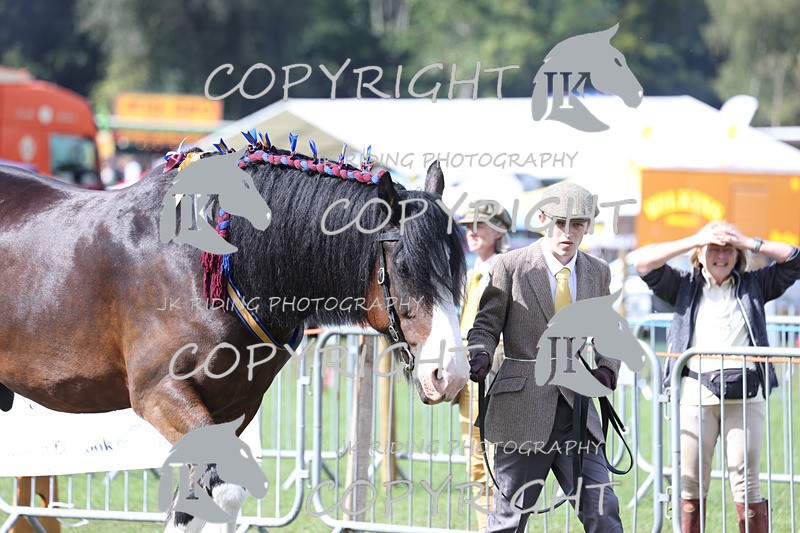 APP_3416 - Class 6 Young Handlers