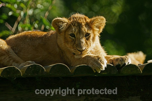 Asiatic lion cub resting (Cotswold Wildlife Park) - Asiatic Lions