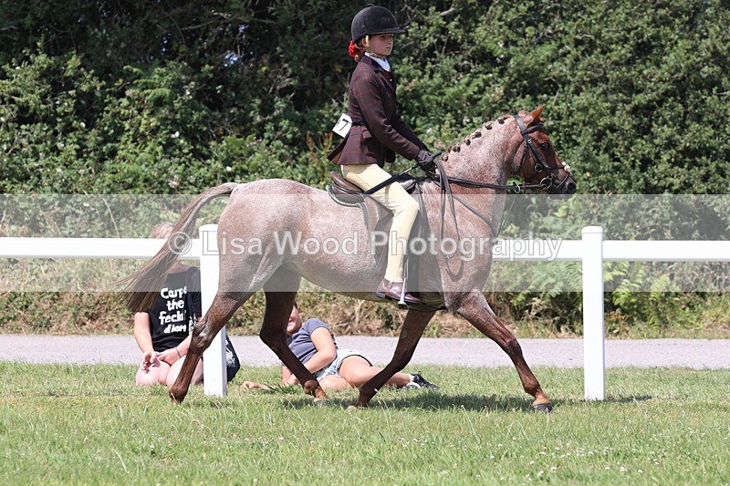 JPP_2712 - Class 21: Working Hunter 60cm