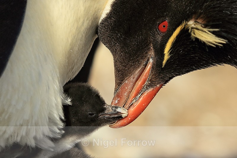 Rockhopper Penguin & chick, close view, Sea Lion Island - Rockhopper Penguin