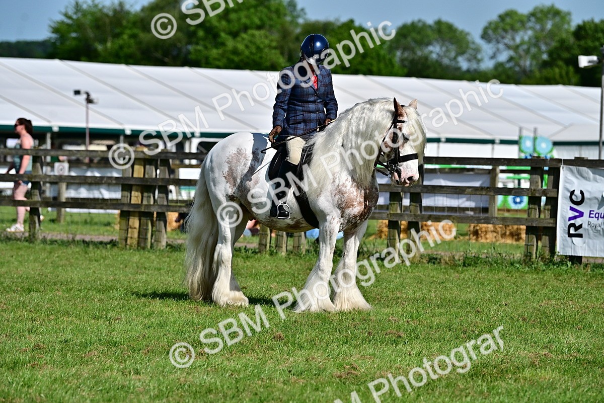 SBM_09395 - Class 63-65 - Traditional Gypsy Cobs In Hand & Ridden