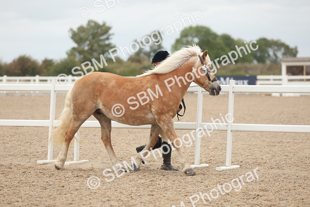 SBM_19474 - Class 317 - IH Pure Bred Horse-Pony