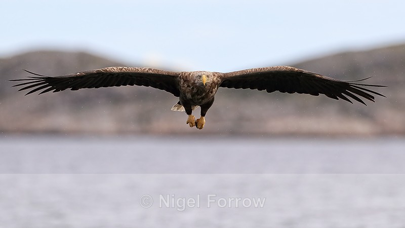 White-tailed Sea-Eagle gliding head-on, Flatanger, Norway - White-tailed Sea-Eagle