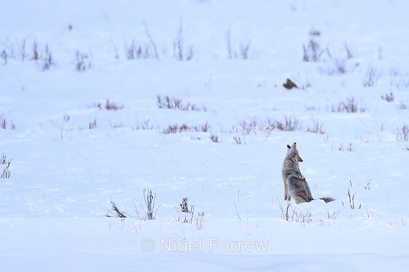 Coyote howling, Soda Butte Canyon, Yellowstone - Coyote