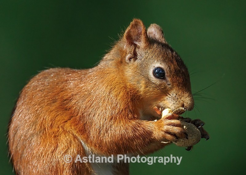 Red Squirrel - Latest Images