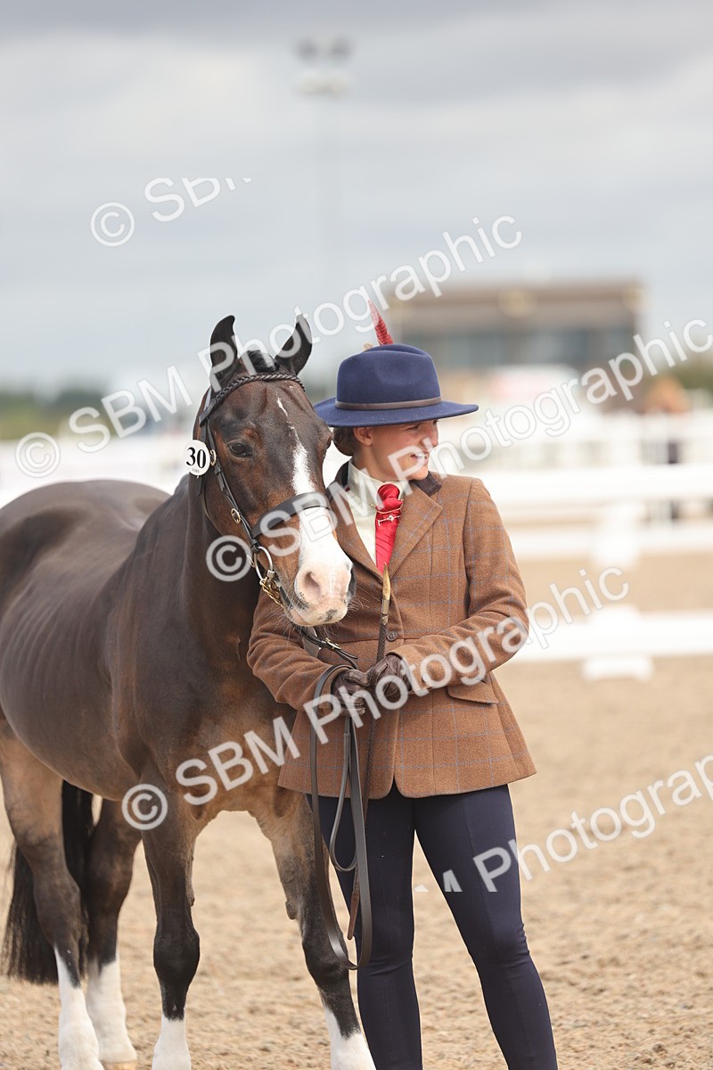 SBM_04472 - Class 18 - Handsomest Gelding (IH or Ridden)