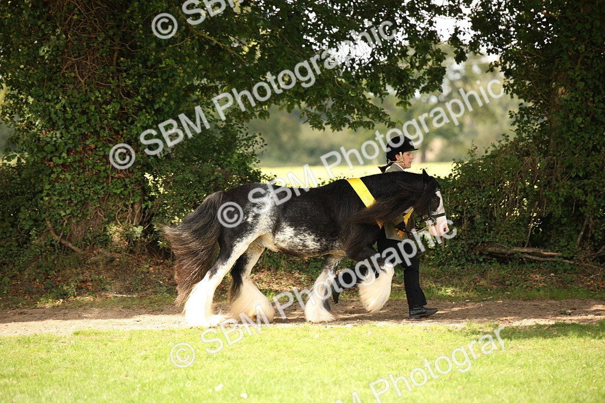 SBM_62930 - In Hand Horse Supreme Championship