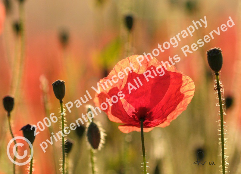 Poppies - Archive