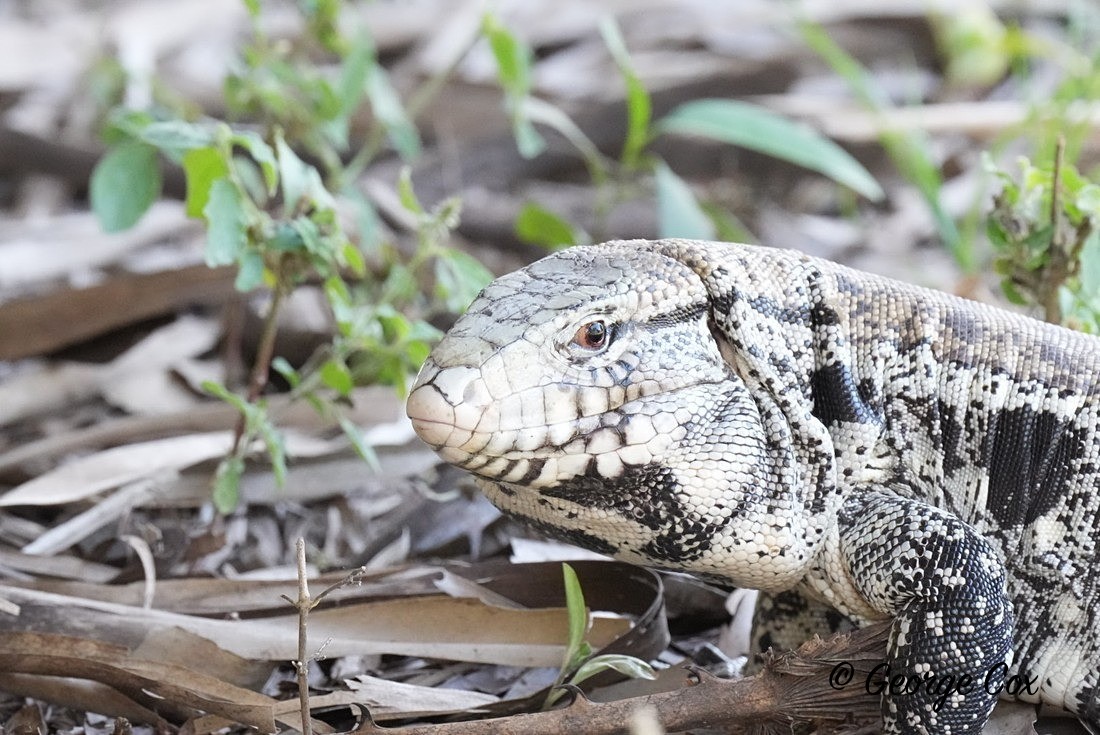 Lizard - Brazil