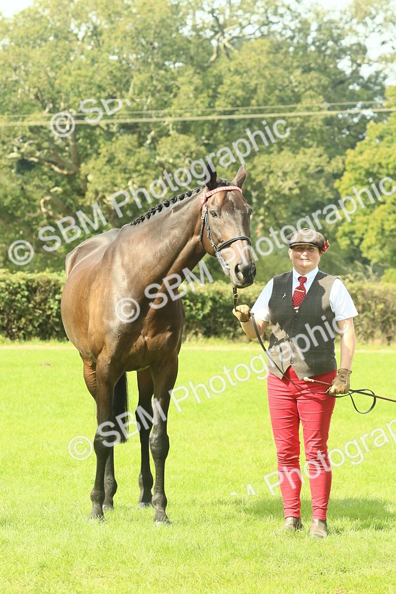 SBM_66406 - S34 - Rehabilitated Rescue Horse & Pony In Hand & Ridden