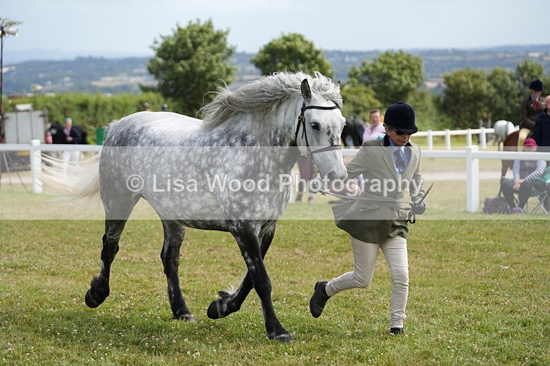 DSC05813 - Class 51: NPS M&M 4 years and over Large Breeds