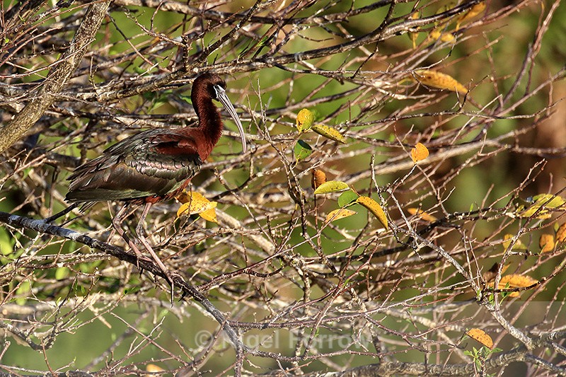 Glossy Ibis perched in tree, Wakodahatchee Wetlands, Florida - Glossy Ibis