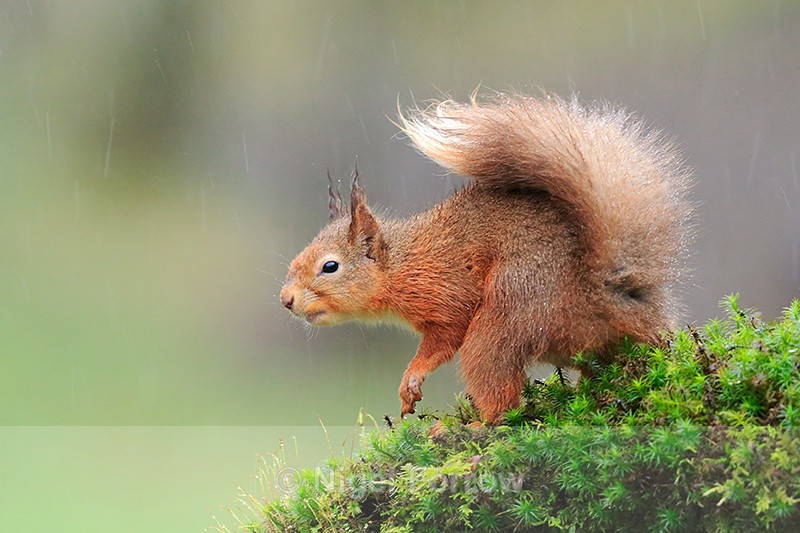 Red Squirrel on a mossy perch in heavy rain, Dumfries, Scotland - Squirrel