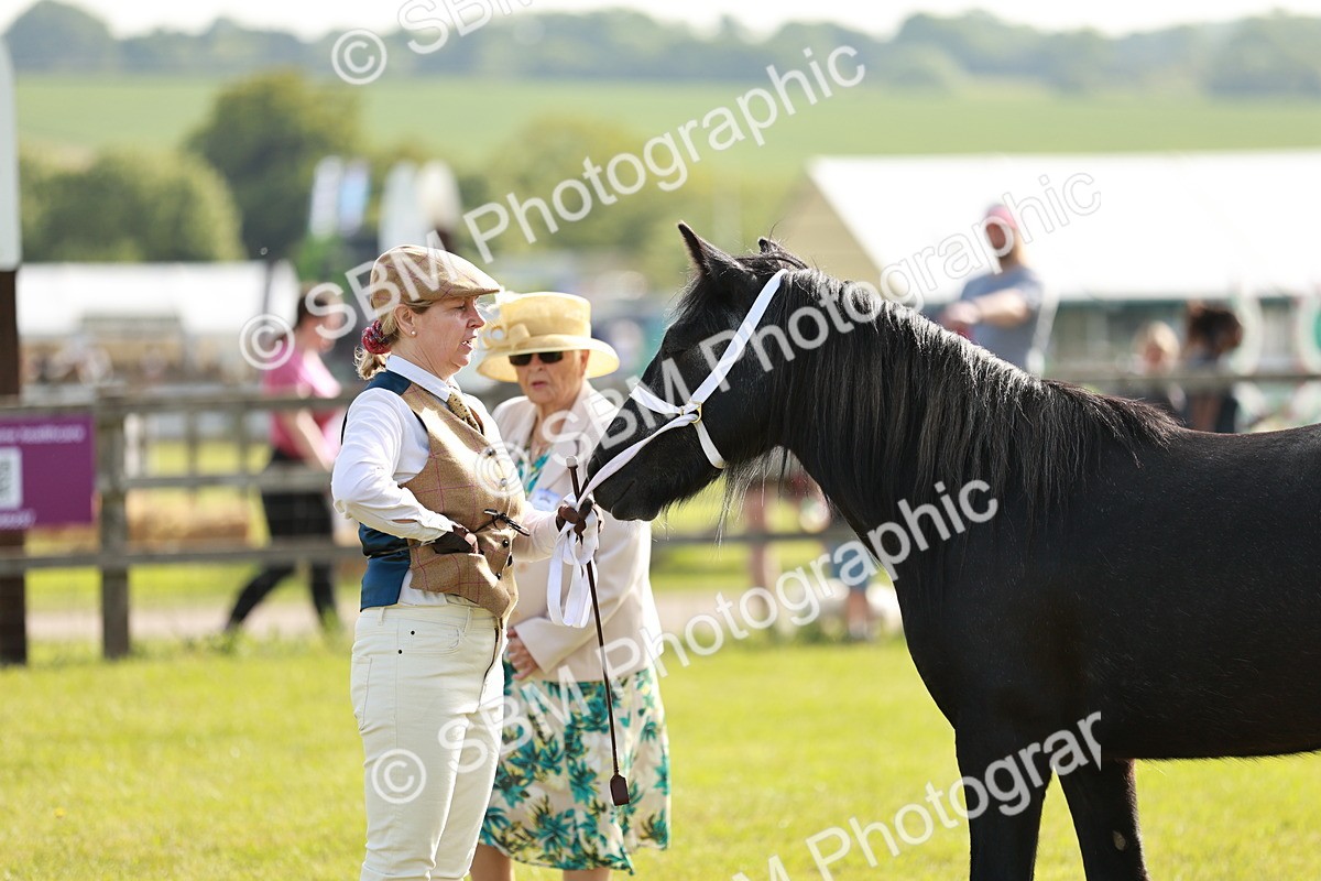 SBM_00733 - Class 14-23 - Mountain & Moorland In Hand Non Welsh