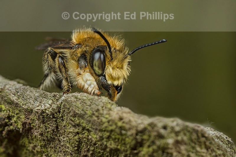 Megachile willughbiella (m)