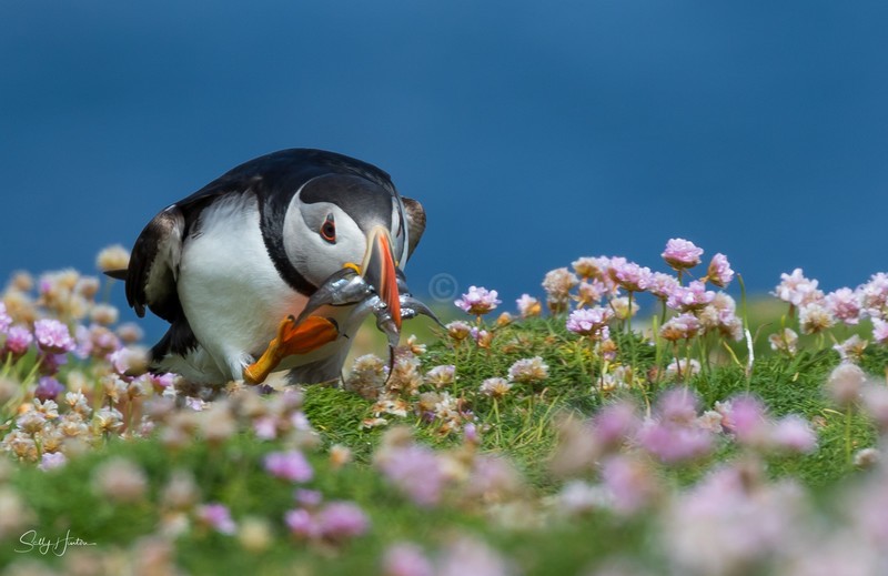 Puffen with Fish 7 - Puffins