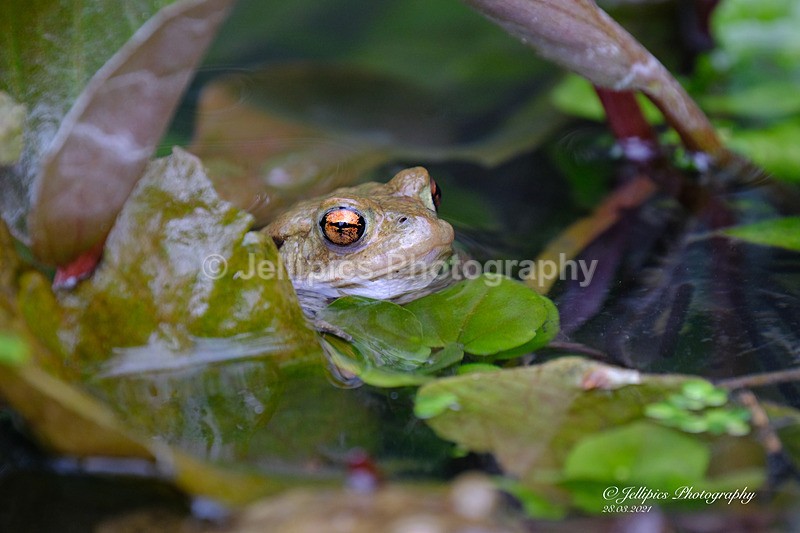  - Wildlife and Nature