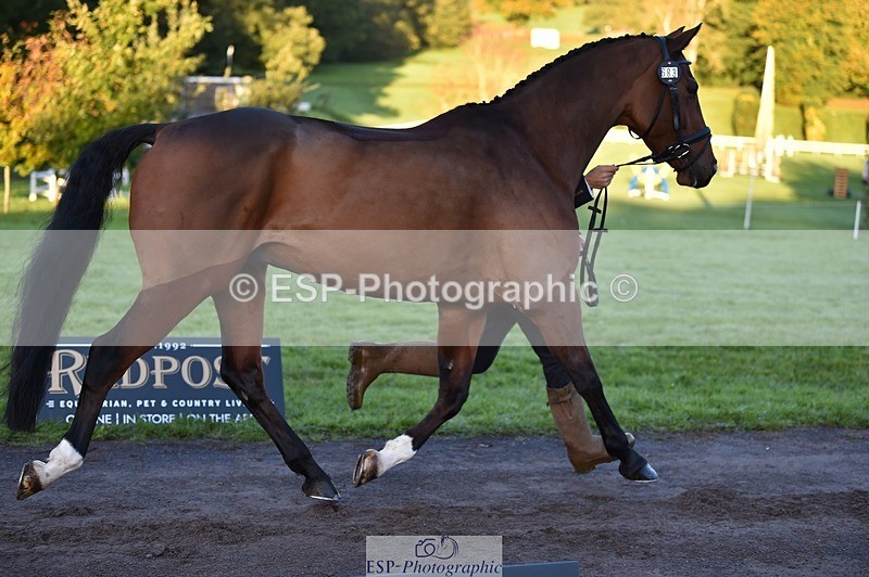 231022-083848-21273 - 683-ALVESCOT.FIVE.STAR-Mark.Ford-TrotUp+SJ