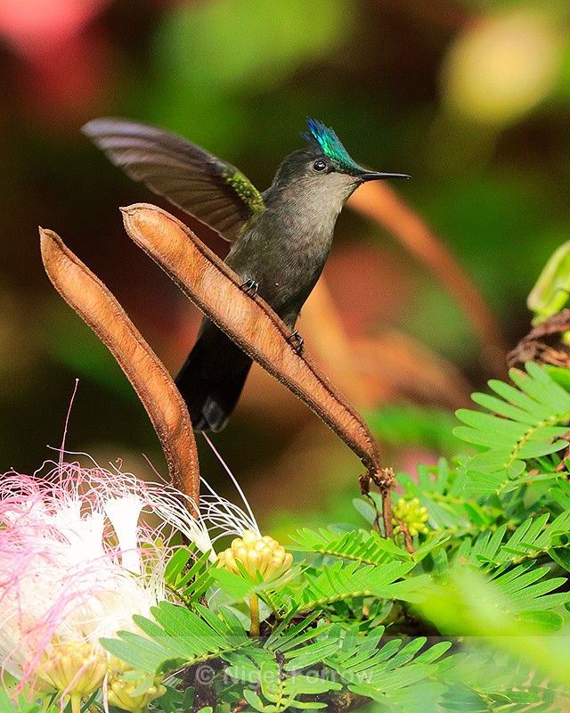 Antillean Crested Hummingbird (male) perched on a seed pod - Antillean Crested Hummingbird