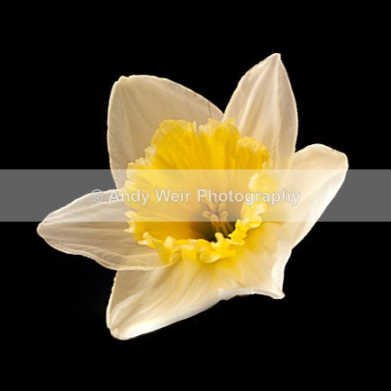 20130406-_MG_2918-1804_1 - Plants and Flowers